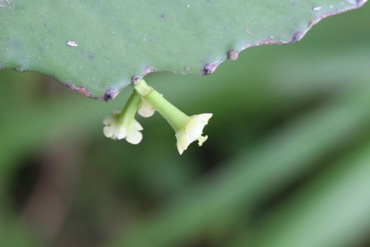 Euphorbia antiquorum L.